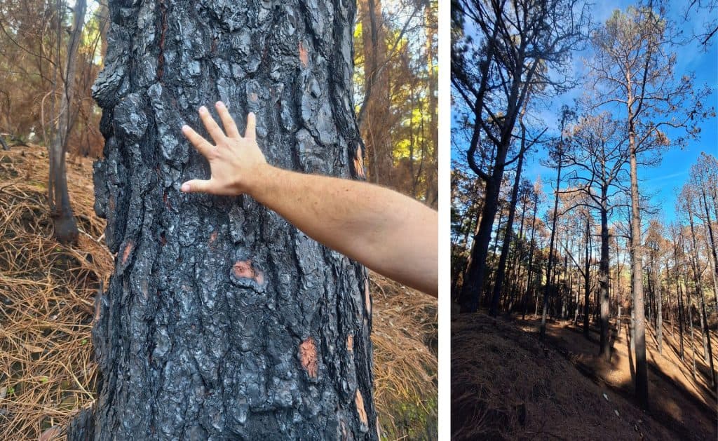 Secuelas de los incendios forestales 2023 - Tenerife-Cocreando Turismo - Selene Orellana